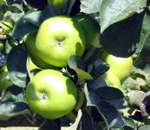 BRAMLEY'S APPLE (Malus domestica)