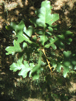 ENGLISH OAK (Quercus robur)