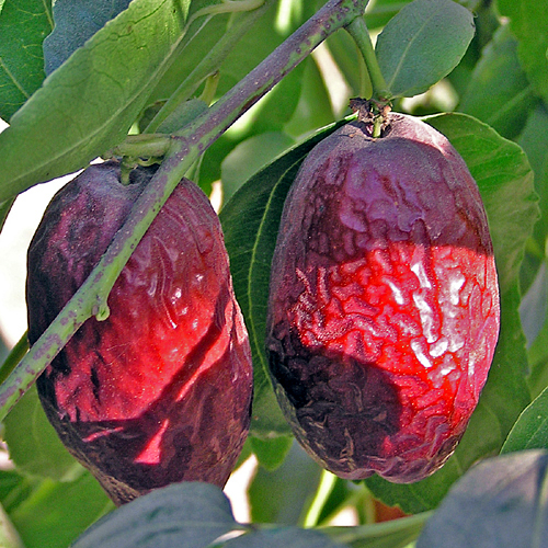 GA 866 Jujube Tree Burnt Ridge Nursery & OrchardsBurnt Ridge Nursery