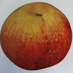 GRAVENSTEIN APPLE (Malus domestica)