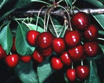 SAM CHERRY (Prunus avium)