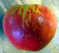 AKANE APPLE (Malus domestica)