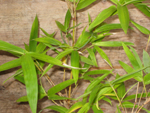 ALPHONSE KARR  BAMBOO (Bambusa multiplex)