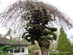 CAMPERDOWN ELM (Ulmus glabra)
