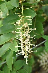 CHILEAN NUT (Gevuina avellana)