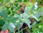 EUCALYPTUS COCCIFERA / (Tasmanian Snow Gum)
