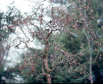 CONTORTED HAZELNUT (Corylus avellana)