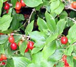CORNELIAN CHERRY DOGWOOD (Cornus mas)