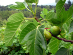 DESERT KING FIG (Ficus carica)