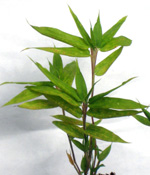 DWARF FERN LEAF BAMBOO (Pleioblastus distichus)