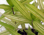 DWARF GREEN STRIPE BAMBOO (Pleioblastus viridistriatus)