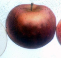 FAMEUSE APPLE (Malus domestica)