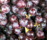 FLAME SEEDLESS GRAPE (Vitis spp.)