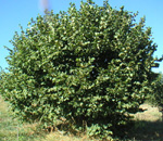 GAMMA HAZELNUT (Corylus avellana)