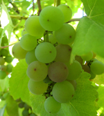 GEWURTZTRAMINER GRAPE (Vitis vinifera)