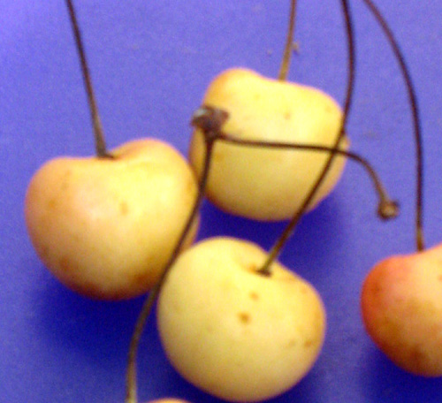 gold sweet cherry