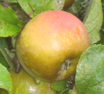 GOLDEN RUSSET APPLE (Malus domestica)