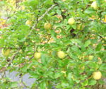 GOLD RUSH APPLE (Malus domestica)