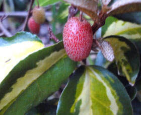 GOLDEN SILVERBERRY (Eleagnus pungens)