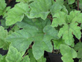 GUNNERA (Gunnera tinctoria)