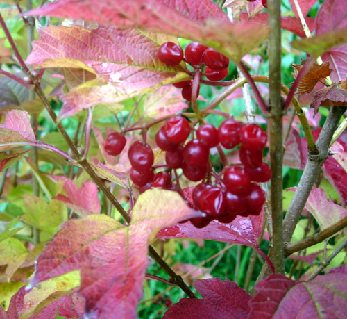 High Bush Cranberry