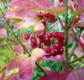 HIGHBUSH CRANBERRY (Viburnum trilobum)