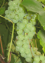 INTERLAKEN GRAPE (Vitis spp.)