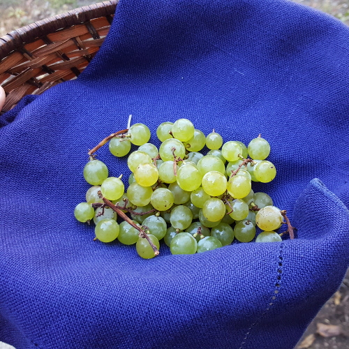 Interlaken White Seedless Grapes Burnt Ridge Nursery