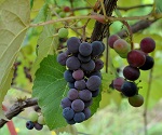 ISLAND BELLE GRAPE (Campbell's Early) (Vitis labrusca)