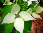 Are+dogwood+tree+berries+edible