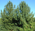 KOREAN NUT PINE (Pinus koraiensis)