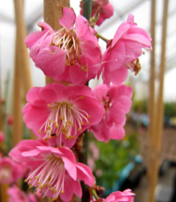 Flowering Cherry and Plum Trees