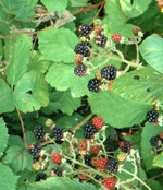 KOTATA THORNY BLACKBERRY (Rubus sp.)