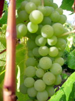 LAKEMONT GRAPE (Vitis spp.)