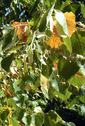 Linden Trees