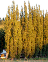 Poplar Trees