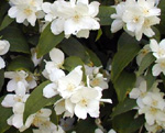 MOCK ORANGE (Philadelphus lewisii)