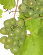 MULLER THURGEAU GRAPE (Vitis vinifera)