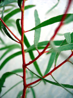 EUCALYPTUS NICHOLLI  / WILLOW LEAF PEPPERMINT