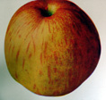 NORTHERN SPY APPLE (Malus domestica)