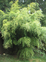 NUDA BAMBOO (Phyllostachys nuda)