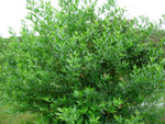 OREGON BAY LAUREL (Umbellularia californica)