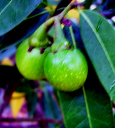 Bay Laurel Trees