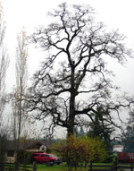 OREGON WHITE OAK (Quercus garryana)