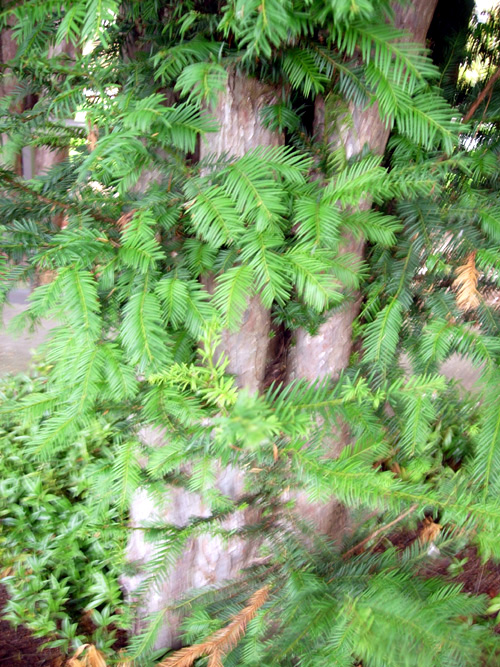 PACIFIC YEW (Taxus brevifolia)Burnt Ridge Nursery