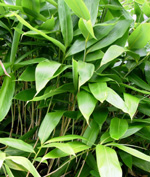 PALM LEAF BAMBOO (Sasa palmata)