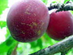FLAVOR SUPREME PLUOT (Prunus x Armeniaca)