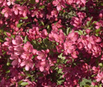 PRARIE FIRE CRAB APPLE (Malus pumila)