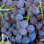 PRICE GRAPE (Vitis spp.)