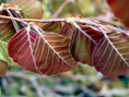 PURPLE FOUNTAIN WEEPING BEECH  (Fagus sylvatica)